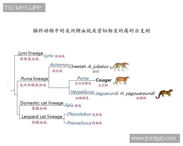 美洲狮与墨西哥美洲的生态对抗与生存智慧探讨